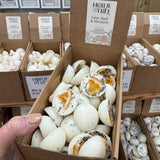 Hollie Tree Luxury Botanical Wax Melts - Mix & Match