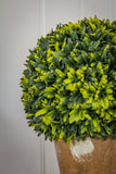 Retreat - Faux Box Bush in Terracotta Style Pot 13cm