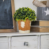 Retreat - Faux Box Bush in Terracotta Style Pot 13cm 20ss74