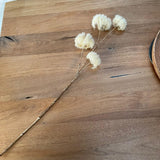 Cream Clematis Seedhead Spray