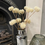 Cream Clematis Seedhead Spray
