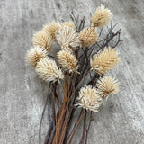 Dried Thistle Stems Bundle in Paper Wrap