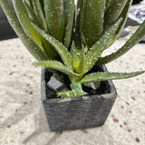 Green Speckled Aloe Vera in square cement pot
