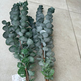Eucalyptus Spray L81cm - Dusky Grey
