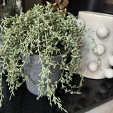 Artificial Potted Senecio Plant H20cm