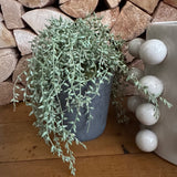 Potted Artificial Green Senecio Plant in a grey pot potted H20cm
