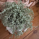 Potted Artificial Green Senecio Plant in a grey pot potted H20cm
