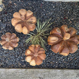 Teak Pumpkins - 4 sizes  *CLICK & COLLECT