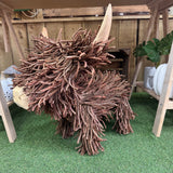 Willow the Highland Cow