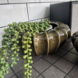 Olive Pod Ribbed Bowl Vases | 2 Sizes