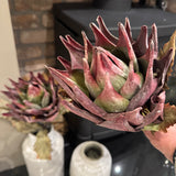 Luxury stunning Faux Lotus Leaf Stem H74cm - Large &amp; Lifelike
Colour - Mulberry colourway&nbsp;