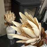 Stunning quality Faux Protea Leaf Stem H71cm - Large head made up of small florets..
Colour - Natural Apricot&nbsp;