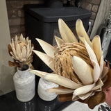 Stunning quality Faux Protea Leaf Stem H71cm - Large head made up of small florets..
Colour - Natural Apricot&nbsp;