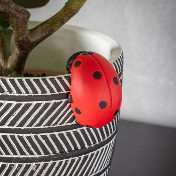 Eve Ladybird Pot Hanger