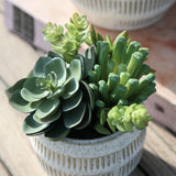 Potted Succulents in Ceramic Pot - small