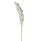 White small Pampas - pack of 3 stems
