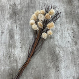 Dried Thistle Stems Bundle in Paper Wrap