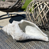 Long Concrete Conch Shell - Large